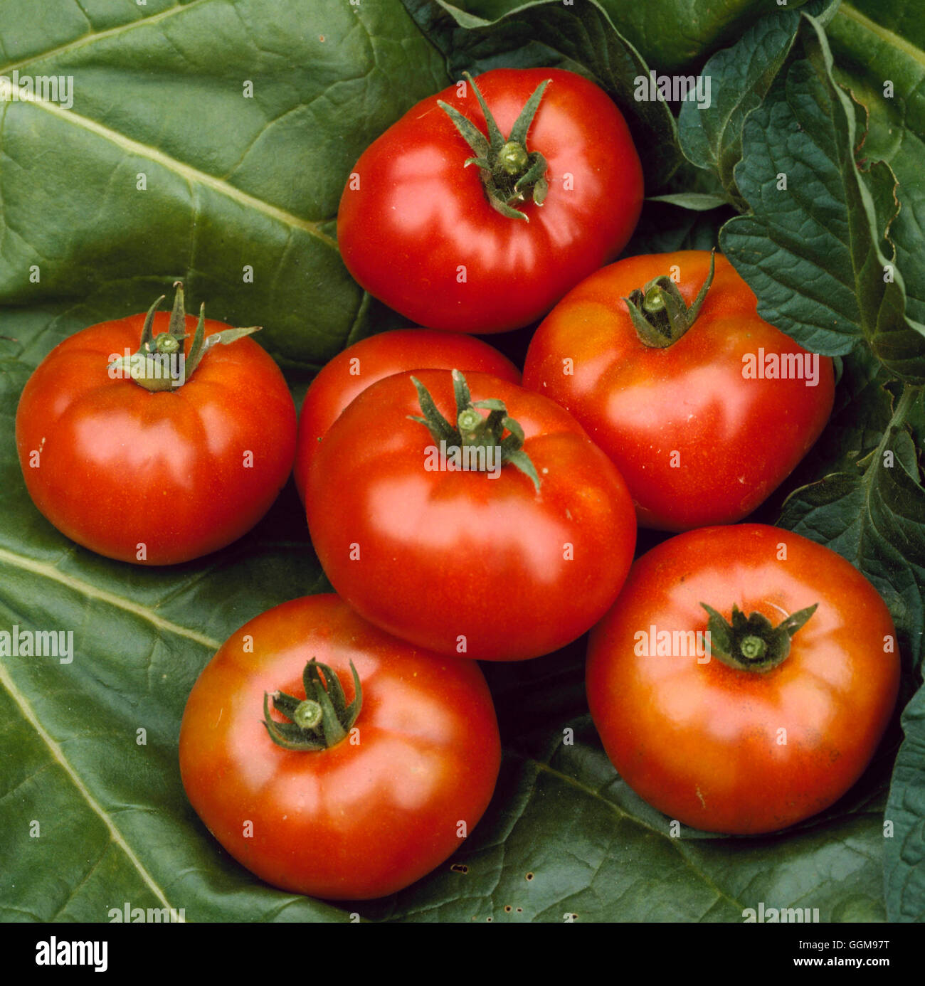 Tomato - `Super Marmande'   VEG078538 Stock Photo